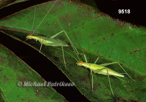 Snowy Tree Cricket (Oecanthus niveus)